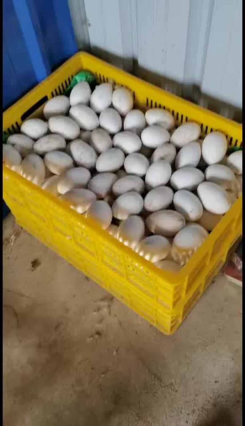 合浦正宗狮头鹅苗，鹅蛋