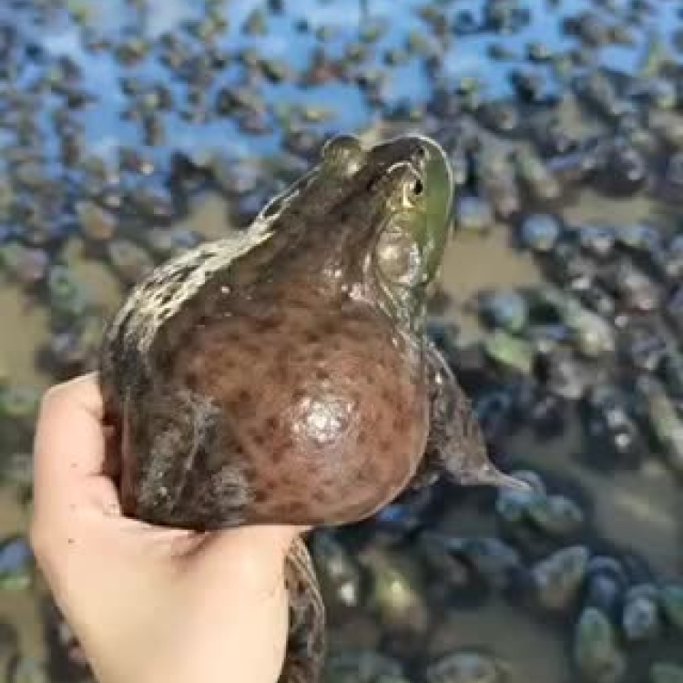 [牛蛙批发]牛蛙活体批发 广东牛蛙养殖大小规格都有 价格详情可联系