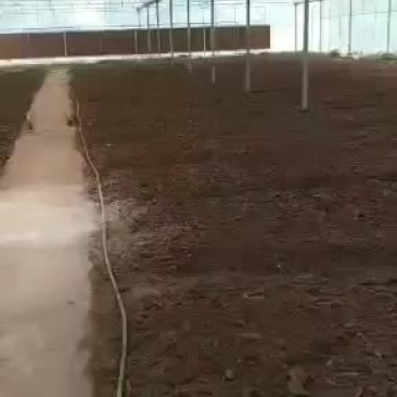 又一个基地羊肚菌种植