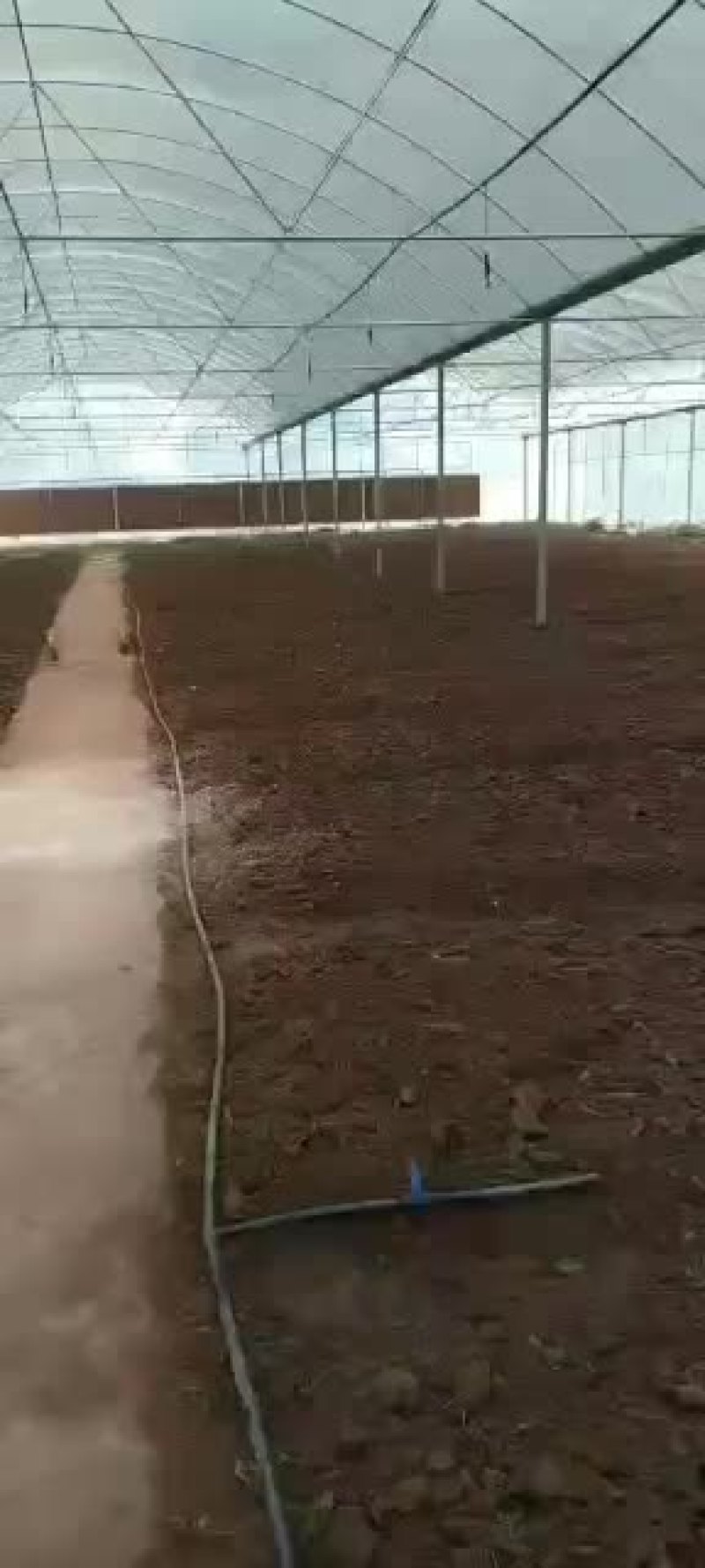 又一个基地羊肚菌种植