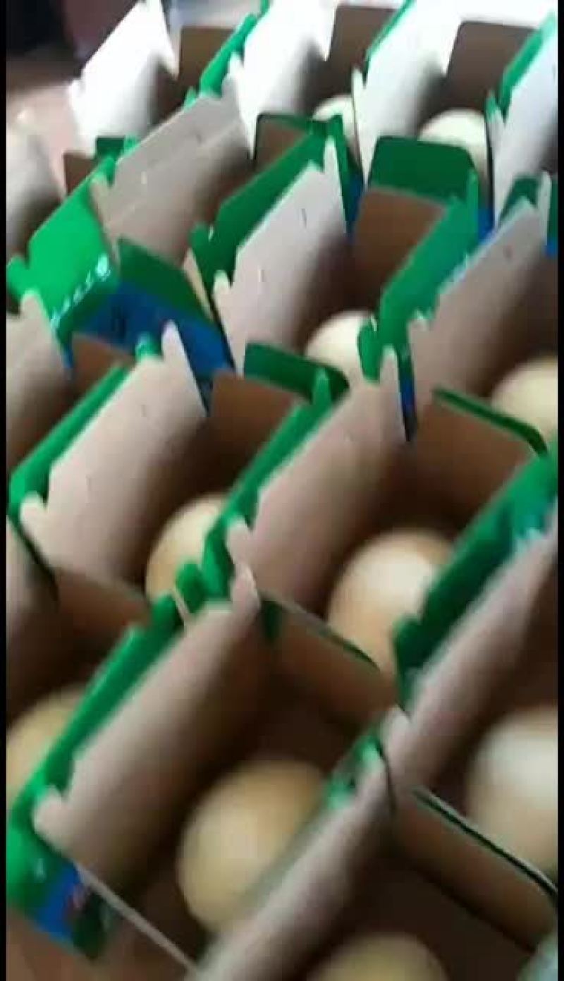 观赏鸵鸟蛋雕，鸵鸟蛋雕特价包邮，厂家直销，诚信经营！