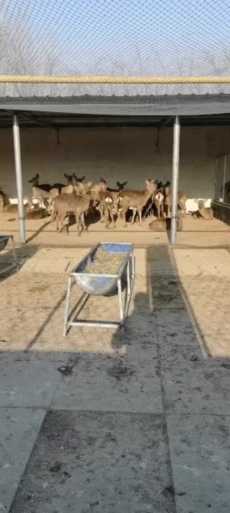 鹿鞭优惠价，新鲜鹿鞭市场价格，鹿鞭厂家直销，大量供应！