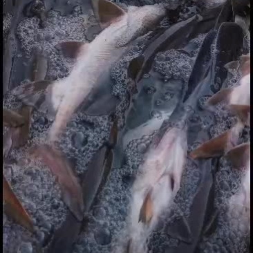每天大量鸭嘴鱼出售，重不缺货