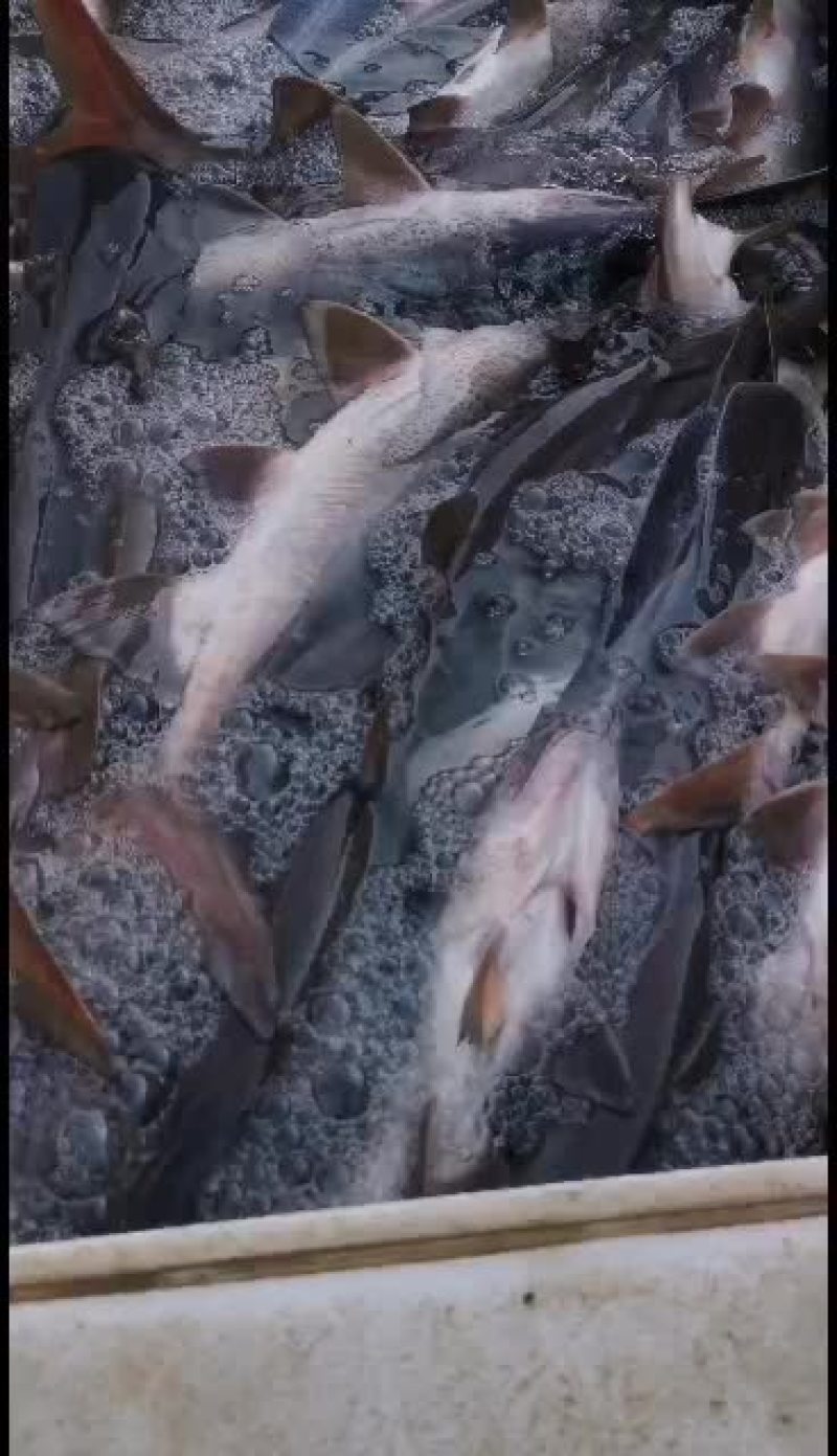 每天大量鸭嘴鱼出售，重不缺货