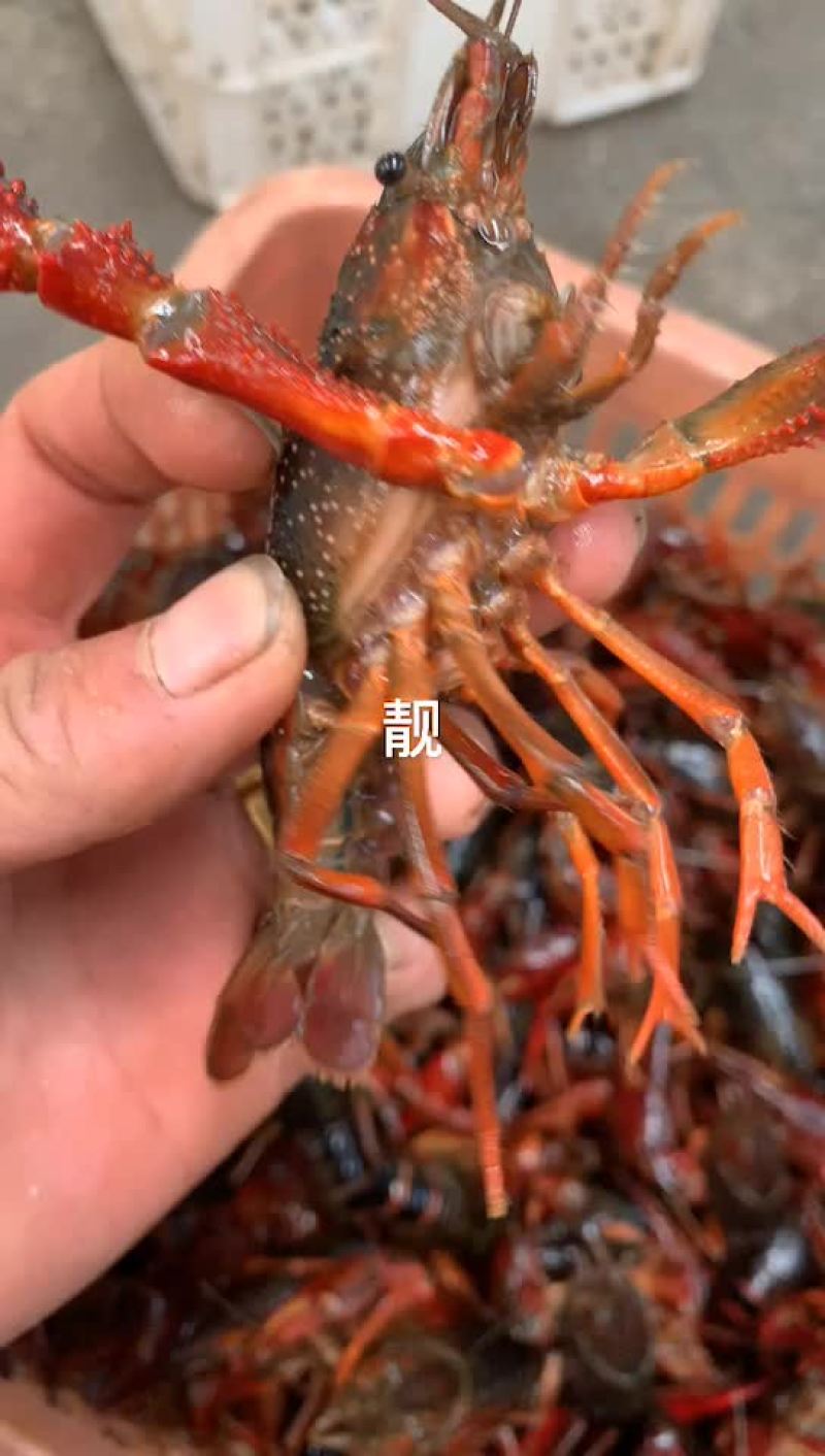 产地直供潜江小龙虾世界共享！质量保证欢迎采购