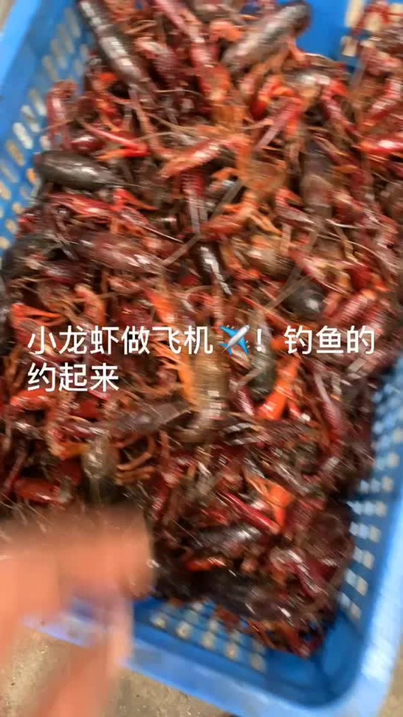 产地直供潜江小龙虾世界共享！质量保证欢迎采购
