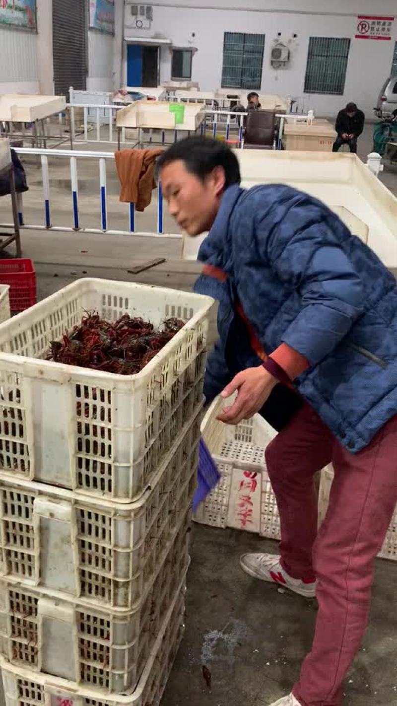 产地直供潜江小龙虾世界共享！质量保证欢迎采购