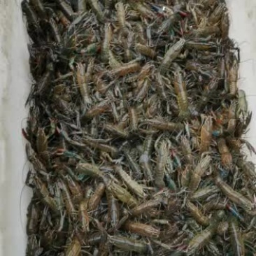 澳洲龙虾，合作共赢，