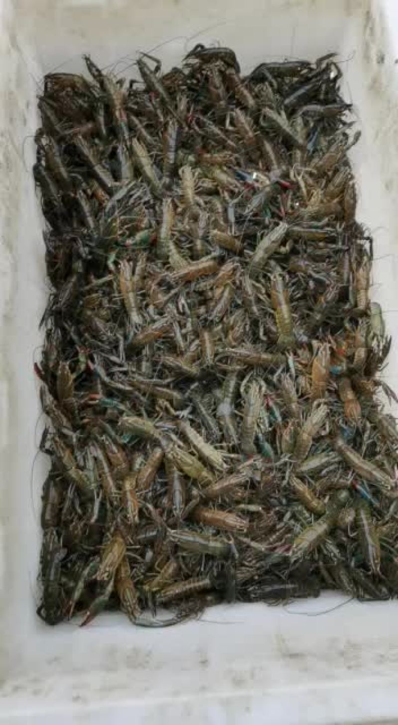 澳洲龙虾，合作共赢，
