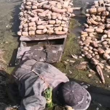 武汉市汉南区田藕基地