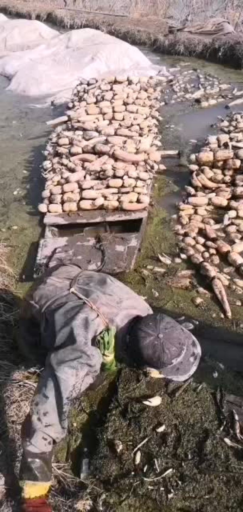 武汉市汉南区田藕基地
