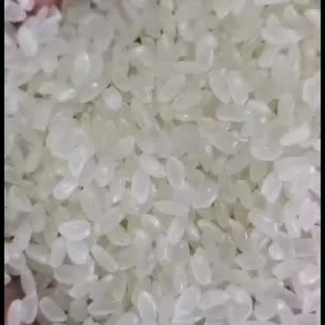东北大米东北地区优质抛光色选大米