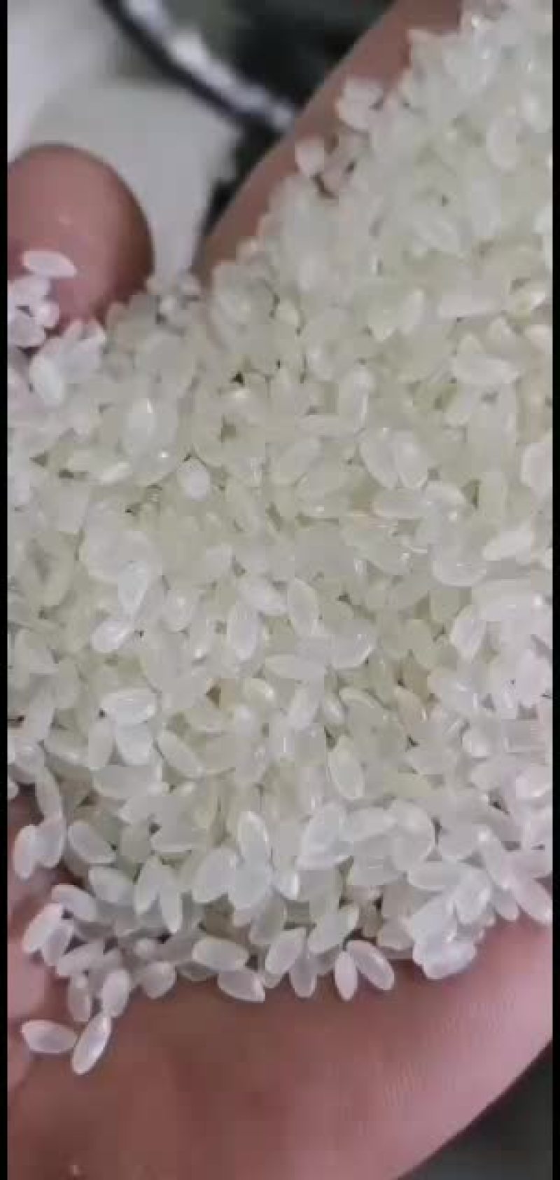 东北大米东北地区优质抛光色选大米