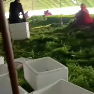 精品光杆茼蒿大量上市