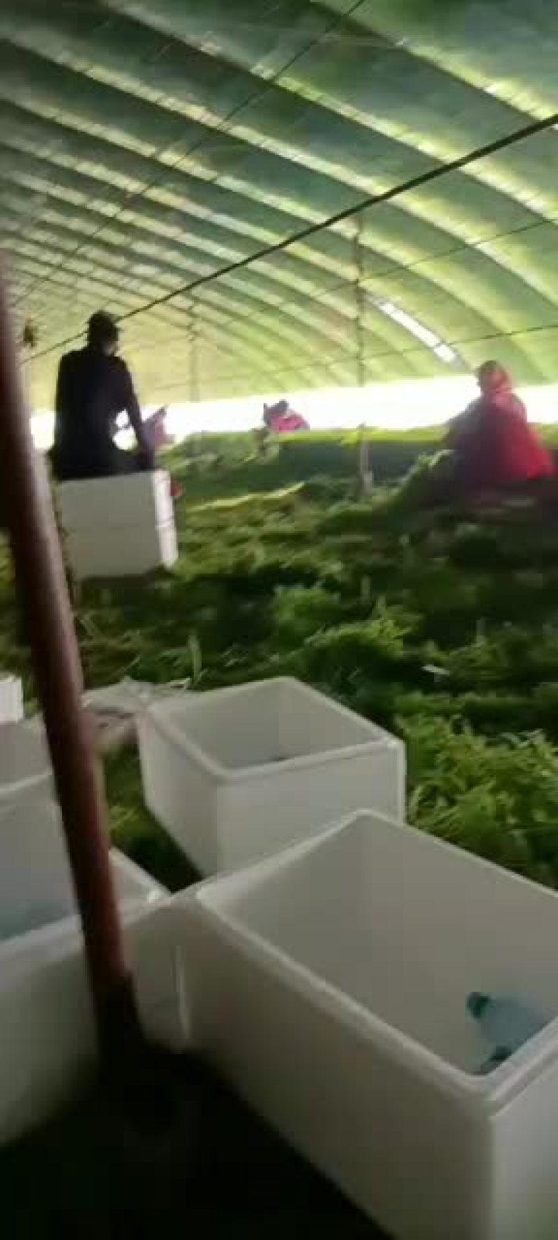 精品光杆茼蒿大量上市