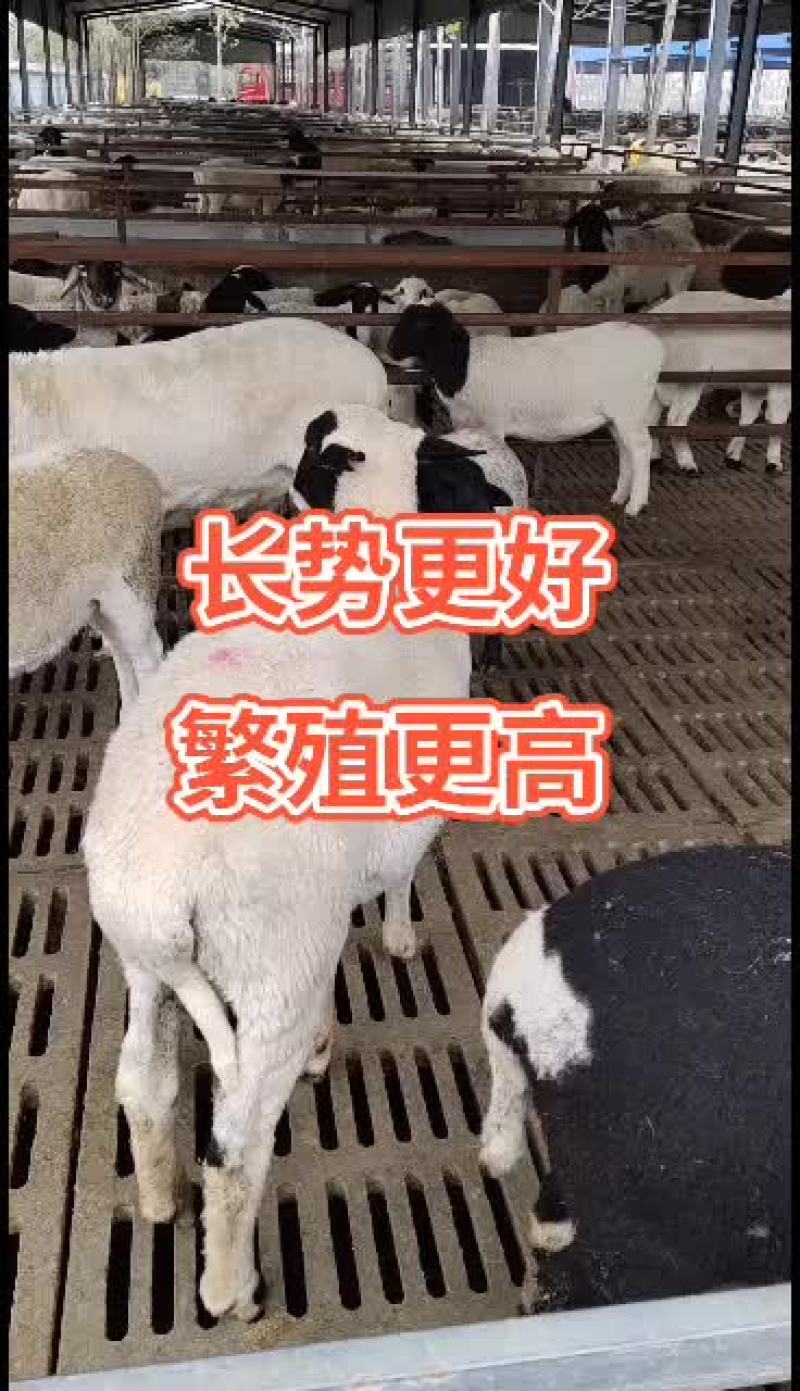 澳州白品种，杜泊绵羊