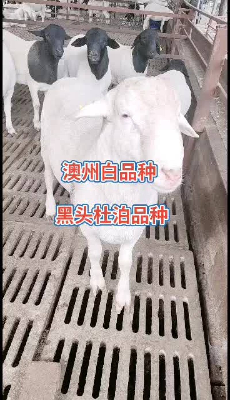澳州白品种，杜泊绵羊