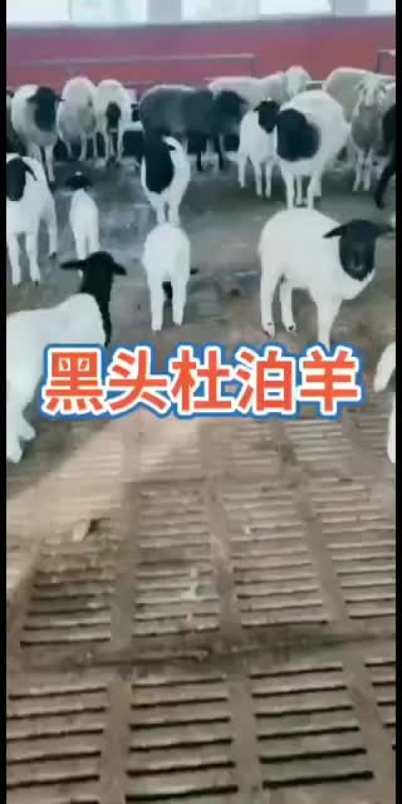 澳州白品种，杜泊绵羊