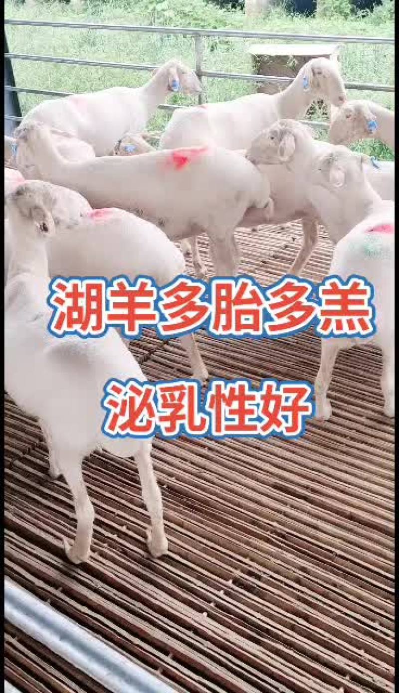 澳州白品种，杜泊绵羊