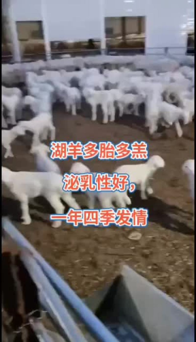 澳州白品种，杜泊绵羊