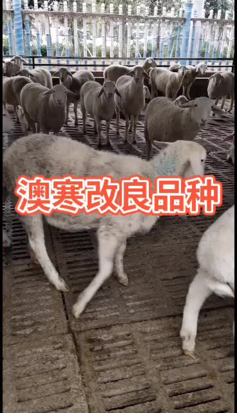 澳州白品种，杜泊绵羊