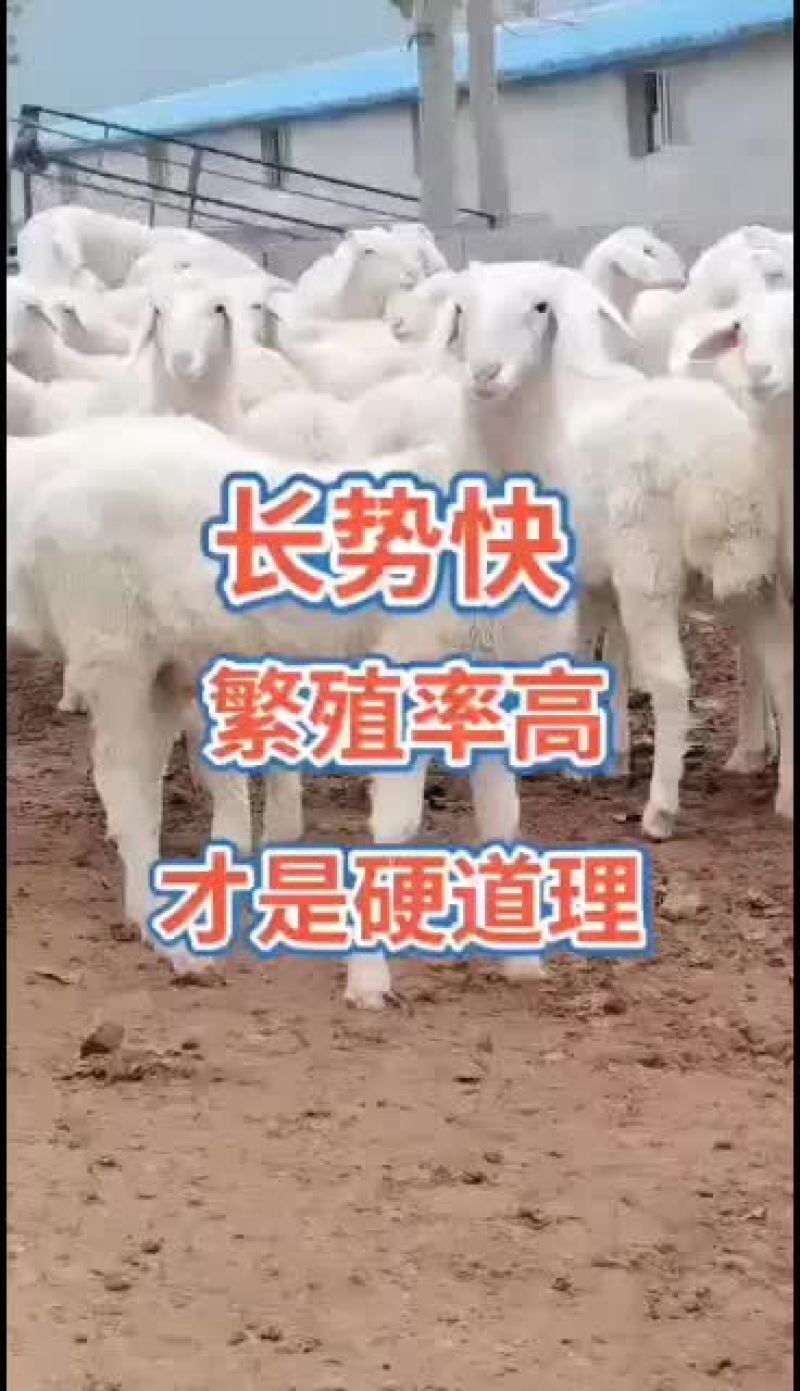 澳州白品种，杜泊绵羊