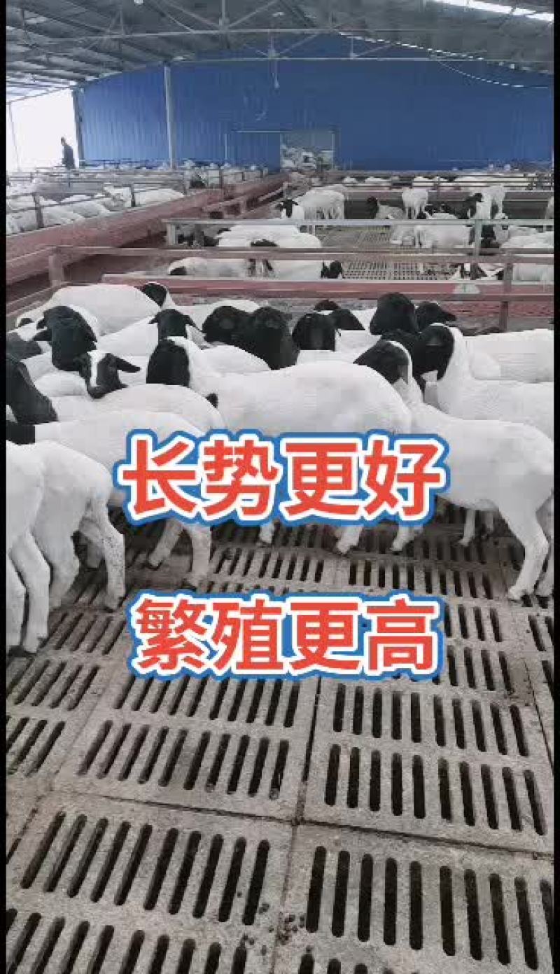 澳州白品种，杜泊绵羊