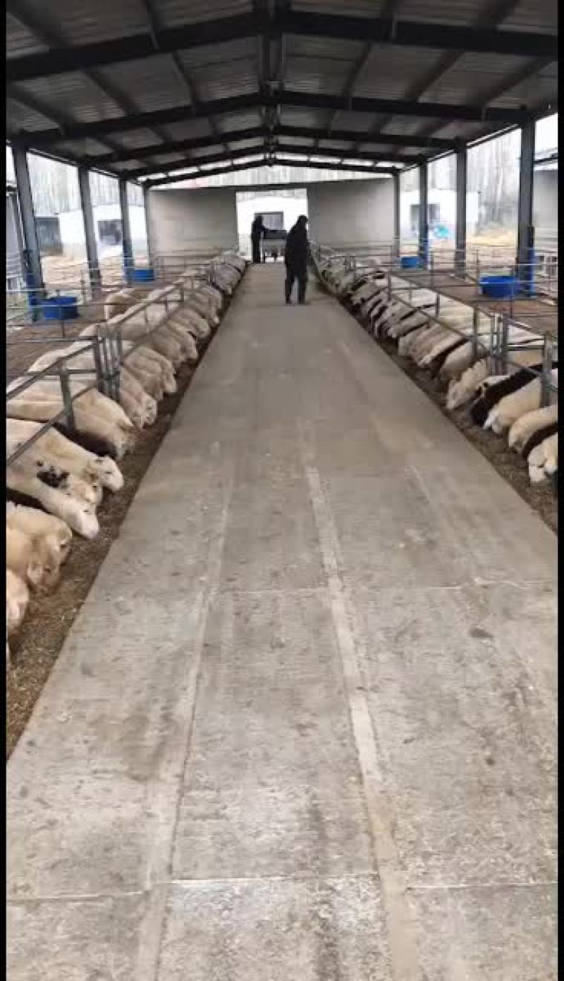 澳州白品种，杜泊绵羊