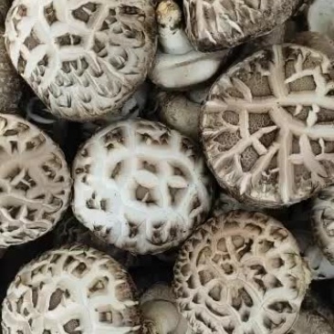 精品花菇大量上市欢迎合作定单飞来