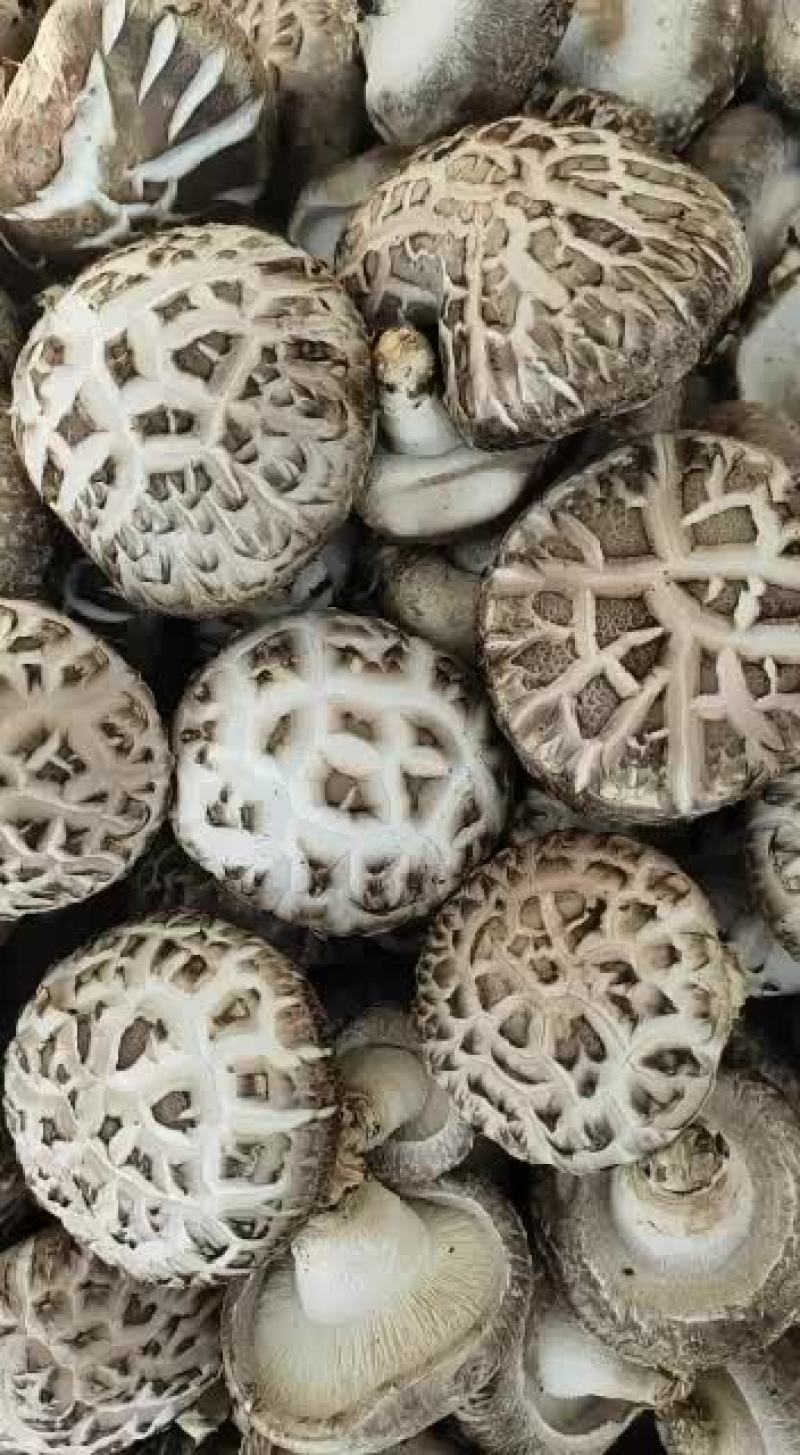 精品花菇大量上市欢迎合作定单飞来