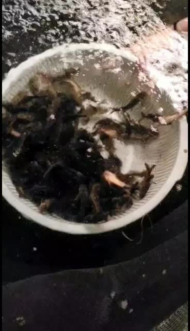 黄骨鱼，优质黄颡苗，量大从优