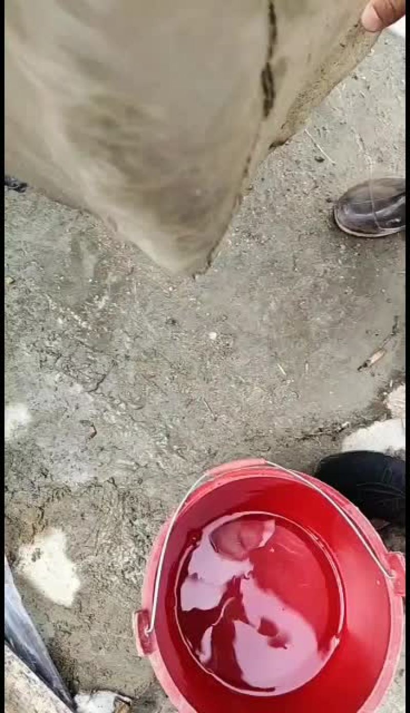 黄骨鱼，优质黄颡苗，量大从优