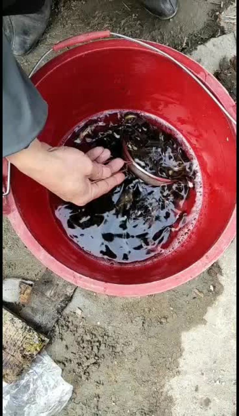 黄骨鱼，优质黄颡苗，量大从优