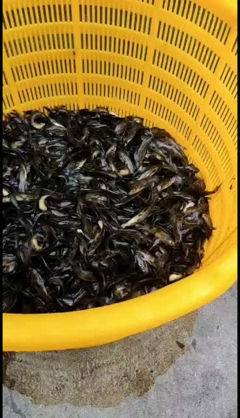 黄骨鱼，优质黄颡苗，量大从优