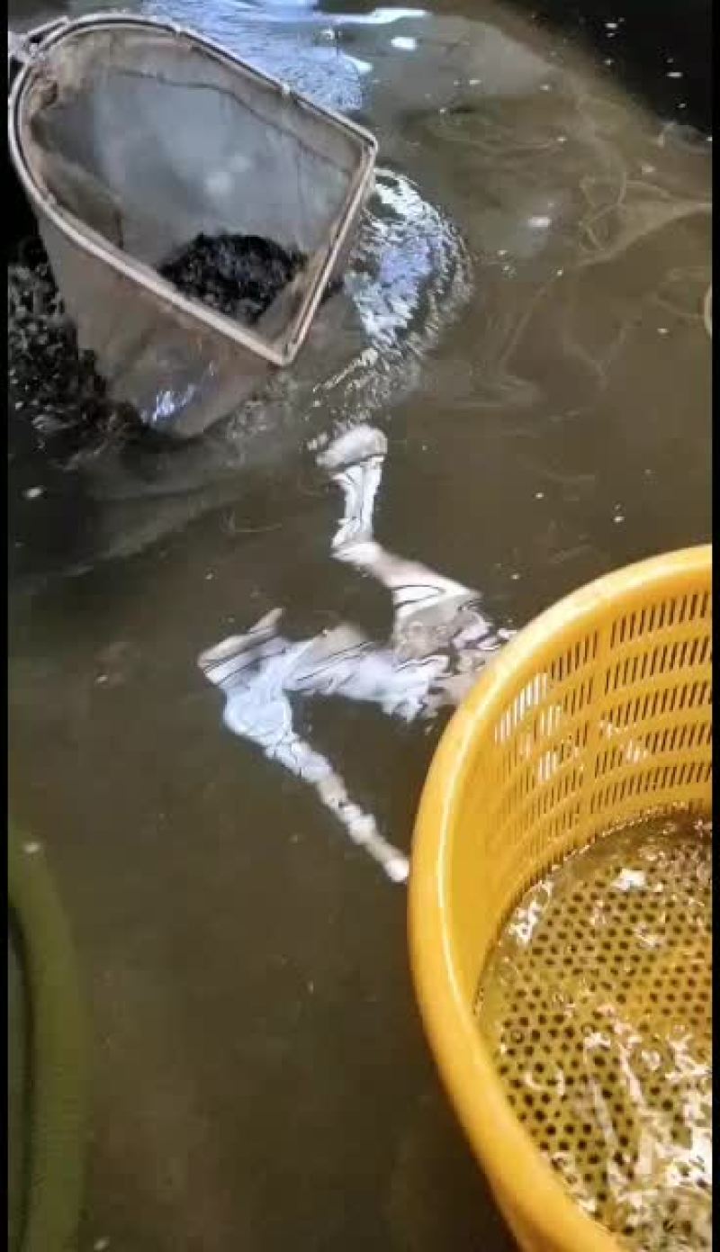 优质黄骨鱼苗，黄颡鱼苗