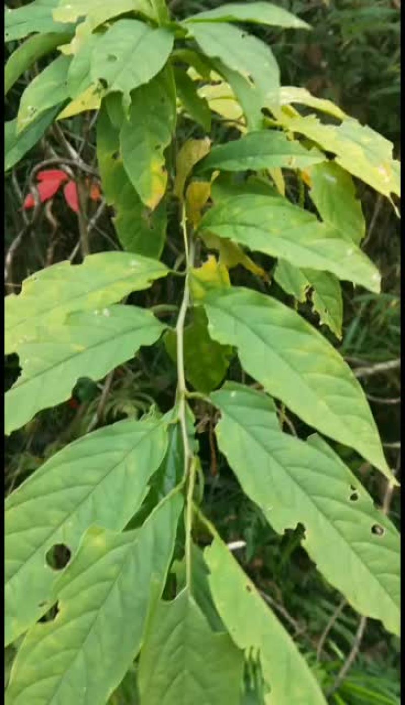 黄花倒水莲丶吊倒黄丶吊黄丶整株80/斤丶根100.干枝叶