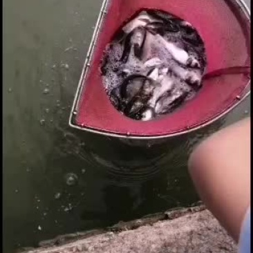 种苗白连鱼苗优质服务