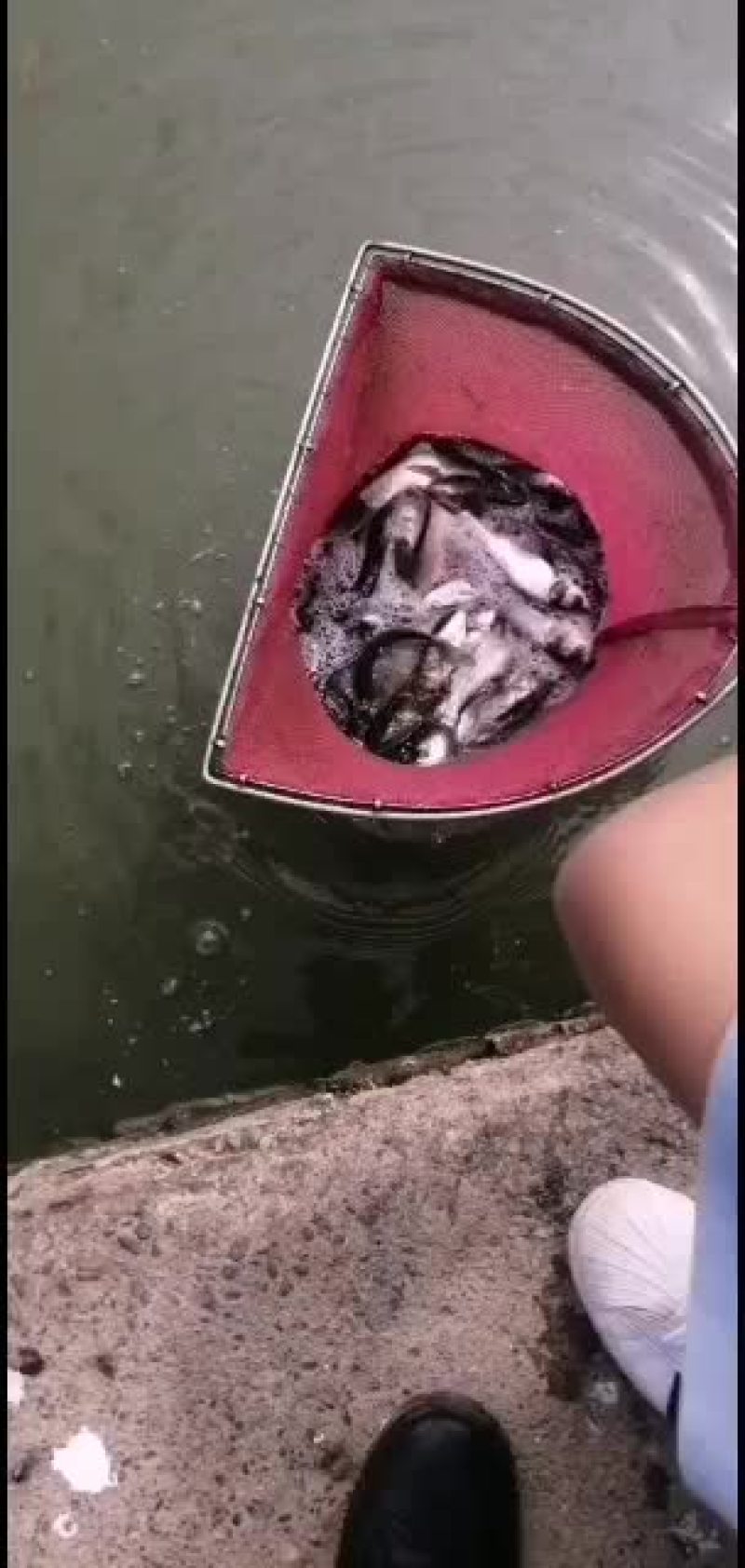 种苗白连鱼苗优质服务