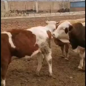 有需要肉牛的朋友联系我