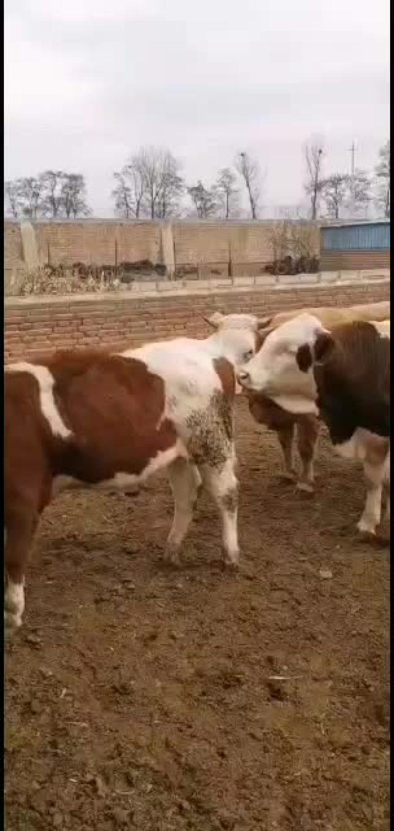 有需要肉牛的朋友联系我