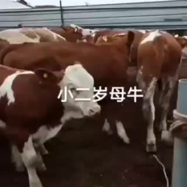 有需要肉牛的朋友联系我