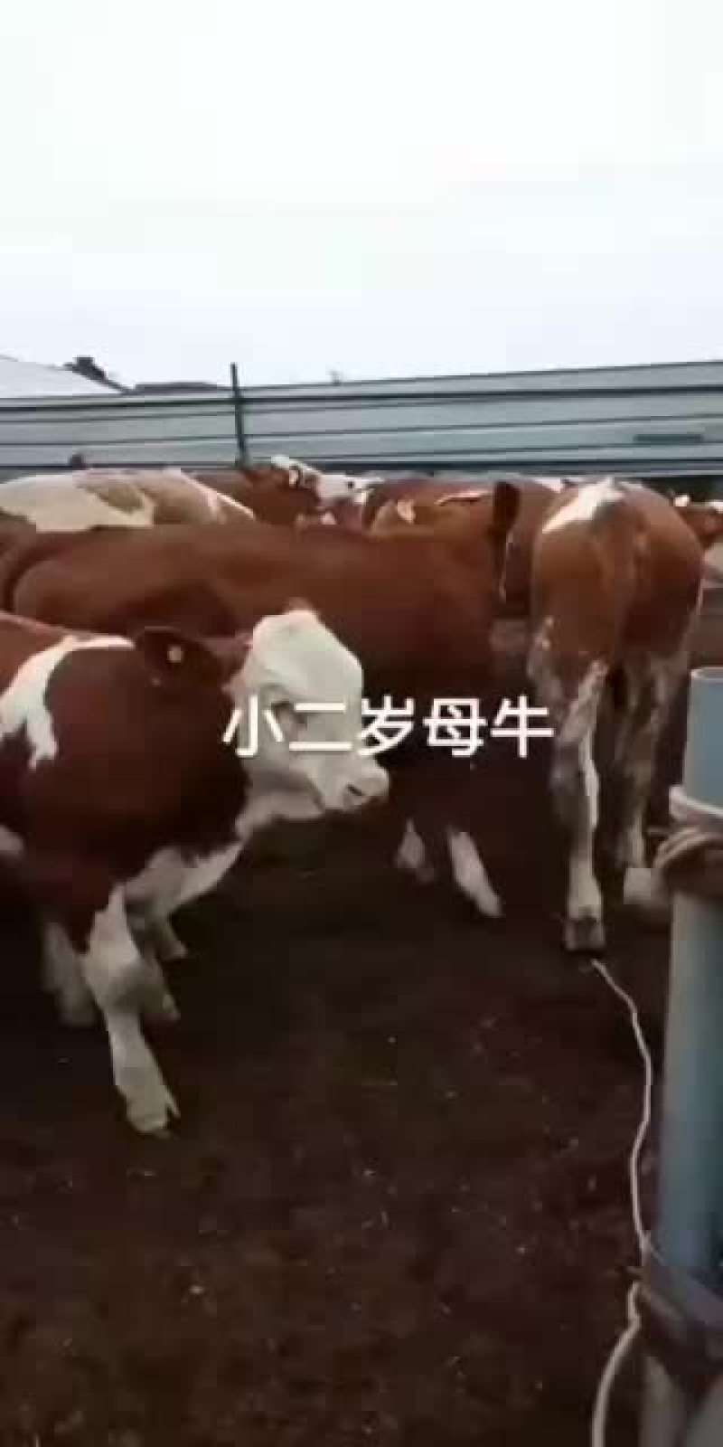 有需要肉牛的朋友联系我