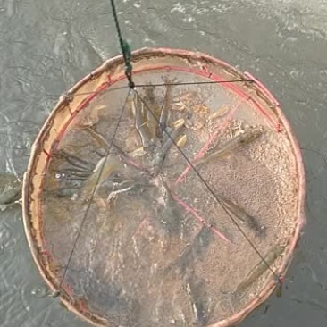 白对虾现场活抓出售福建场地