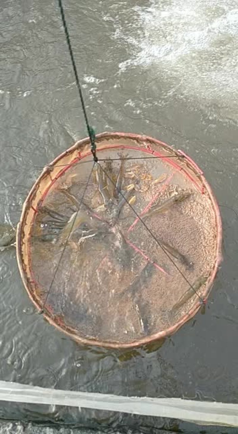 白对虾现场活抓出售福建场地