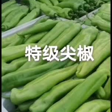 精品尖椒，黄皮尖椒，量大质优，货源充足，精品包装