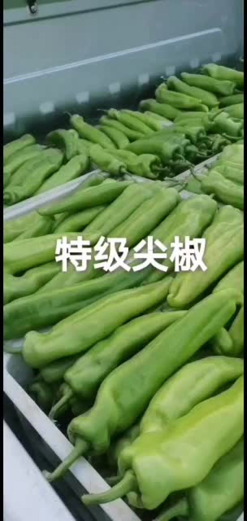 精品尖椒，黄皮尖椒，量大质优，货源充足，精品包装