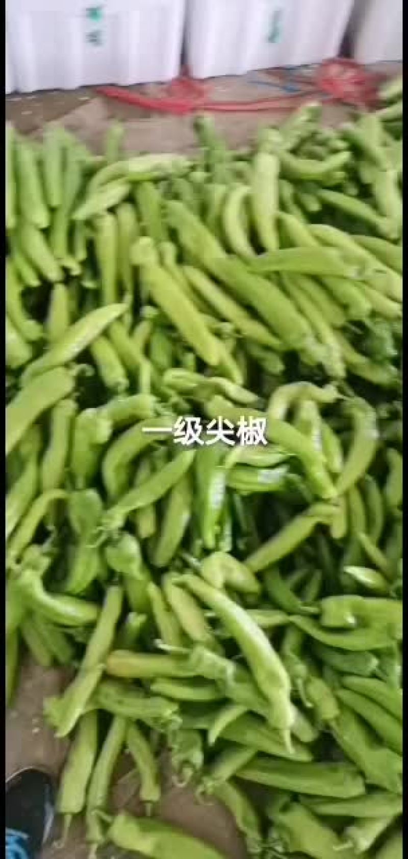 精品尖椒，黄皮尖椒，量大质优，货源充足，精品包装