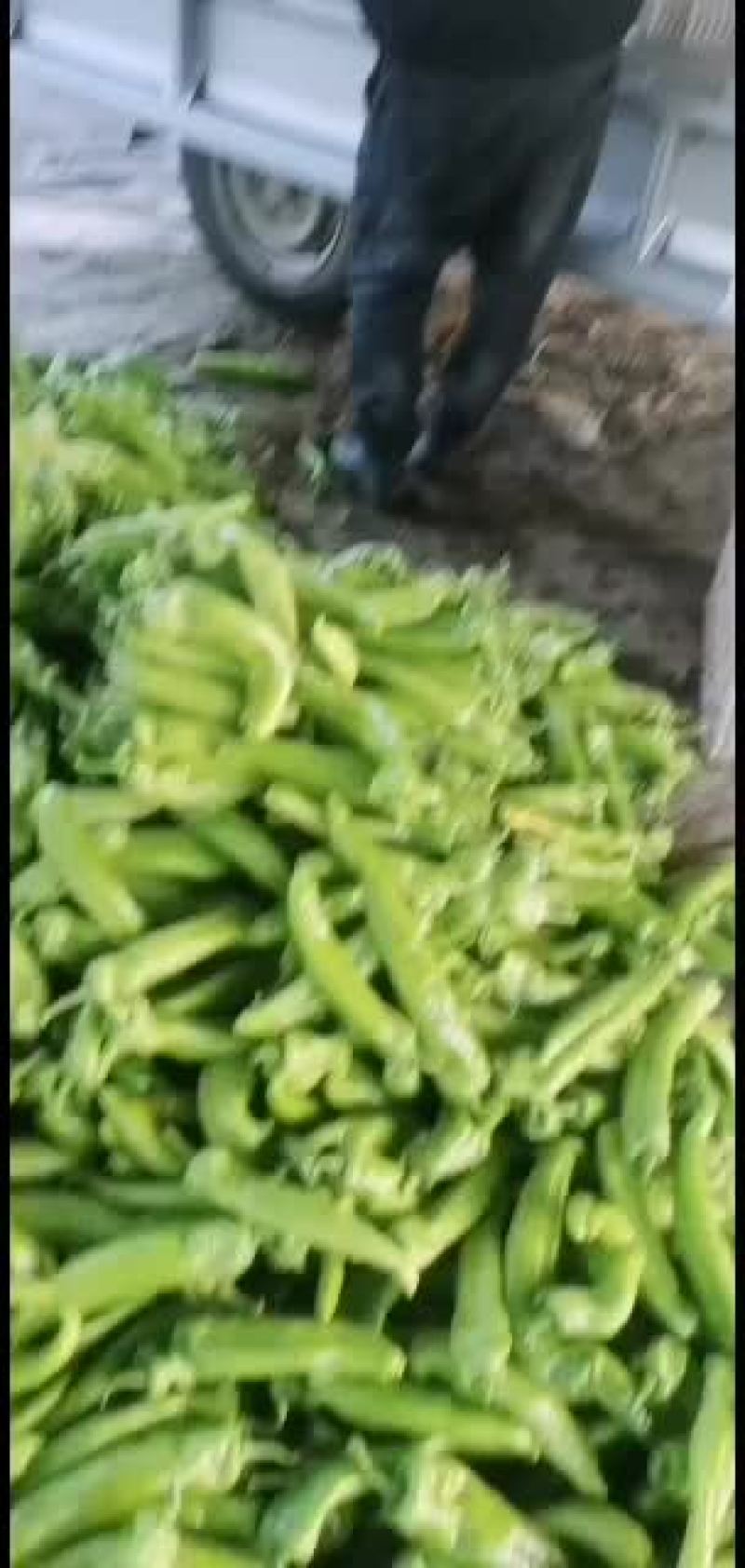 精品尖椒，黄皮尖椒，量大质优，货源充足，精品包装
