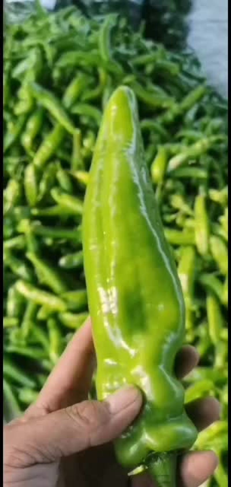 精品尖椒，黄皮尖椒，量大质优，货源充足，精品包装