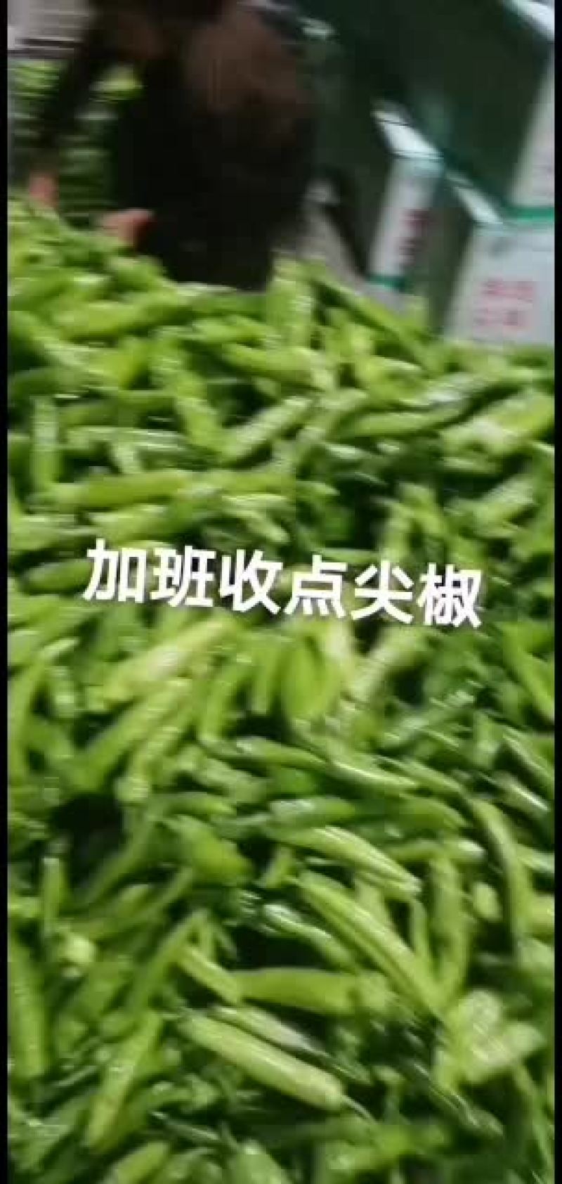 精品尖椒，黄皮尖椒，量大质优，货源充足，精品包装